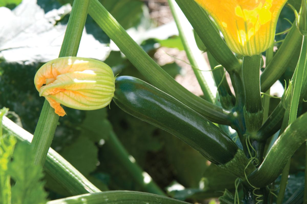 Noche – Zucchini Squash Seed